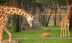 Disney's Animal Kingdom Kidani Villas